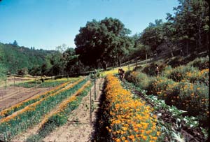 
On this homestead, David and Maggie raised all their own food, including fruit, vegetables, meat and dairy products.
